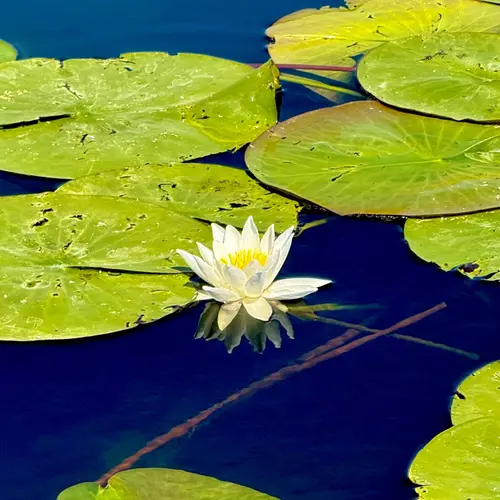 Lily-pad channels