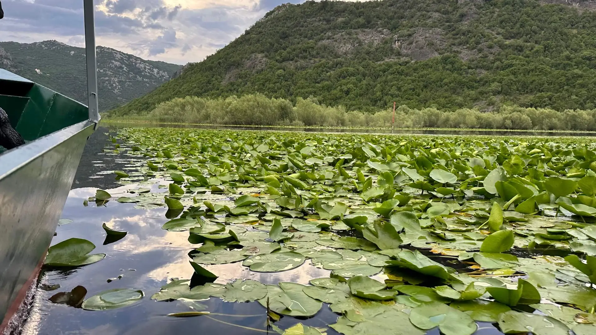 Bow of a boat gliding through water lilies on Skadar Lake